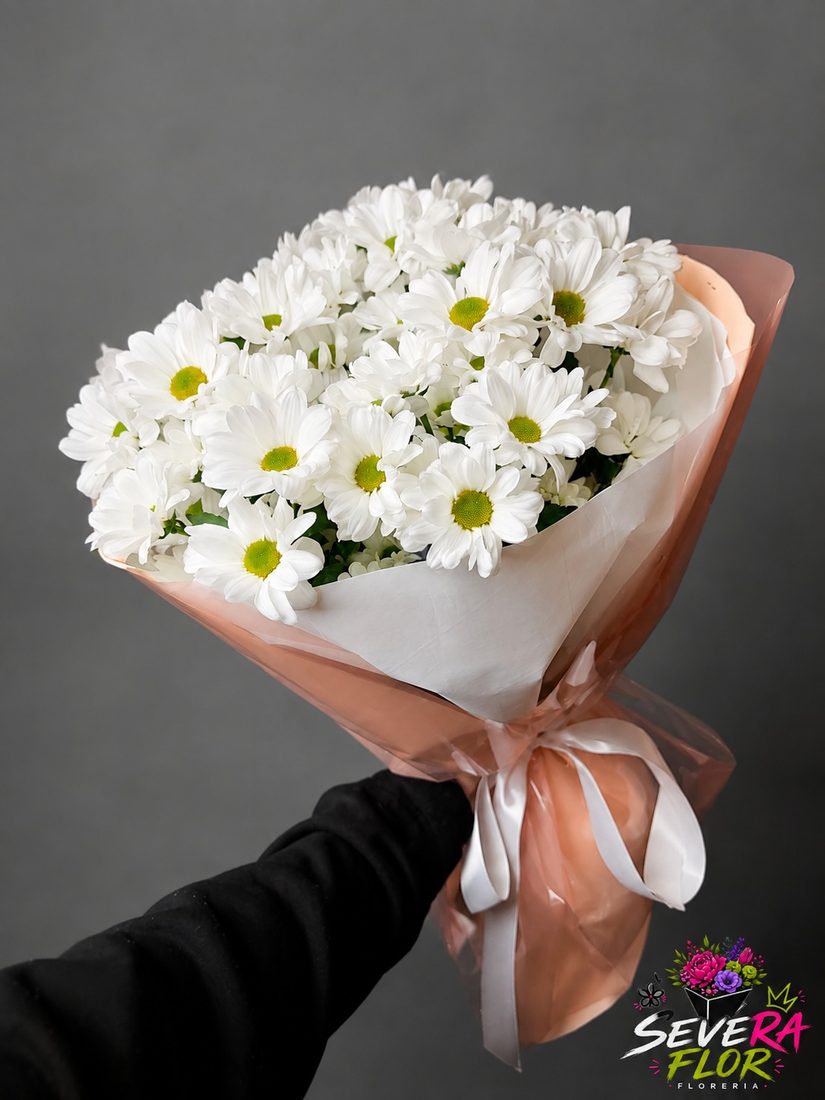 Blanco Total: Margaritas blancas con lazo rosado. Flores para Amor y Amistad en Bogota, Severa Flor